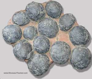 fossil dinosaur eggs