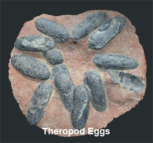 fossil dinosaur eggs