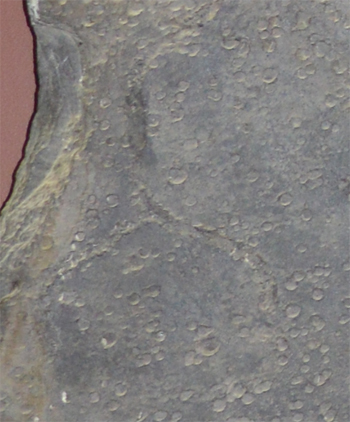 fossil raindrop and invertebrate impressions